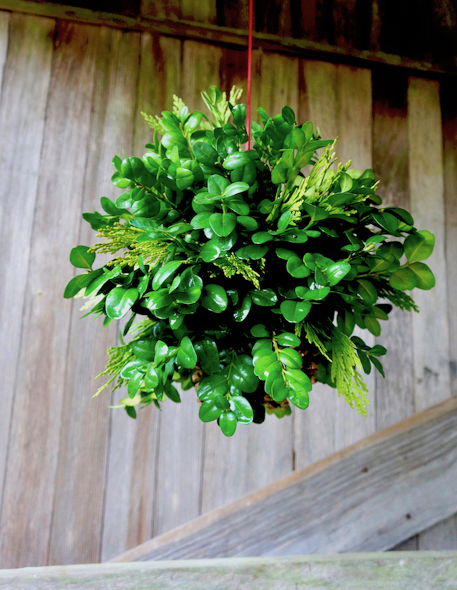 boxwood